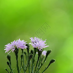 紫色玛格丽特花朵 绿色花园背景模糊公园植物群紫色图片