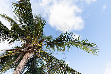 蓝色天空中的椰子棕榈树叶子棕榈植物植物群花园晴天异国天堂情调旅行图片