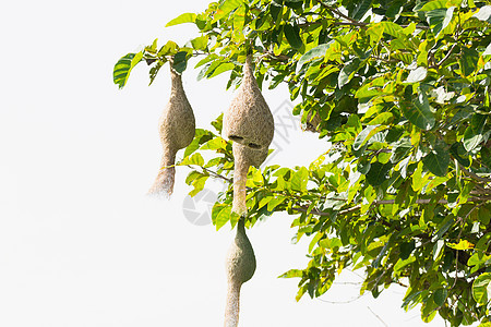 Baya 编织鸟巢鸟类野生动物织工森林动物丛林织布工翅膀房子巢鸟图片