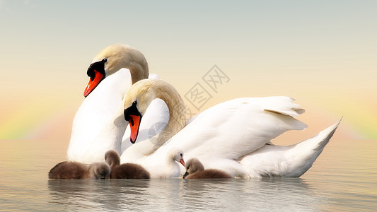 Swan 家庭  3D池塘翅膀羽毛红色婴儿日落小鸡游泳动物橙子图片