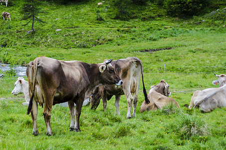 两头牛在高山草原上放牧山脉奶牛城市天空家畜旅行风景农场场地哺乳动物图片