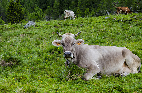 牧牛在高山草原上放牧场景草地牧场城市宠物太阳哺乳动物风景叶子旅行图片