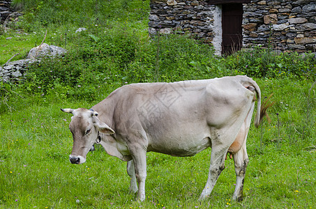 牧牛在高山草原上放牧家畜风景宠物叶子场景场地旅行草地农业山脉图片