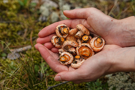 丰盛的蘑菇雨后春笋乳菇牛奶采摘女士树木荒野森林毒菌红褐色图片