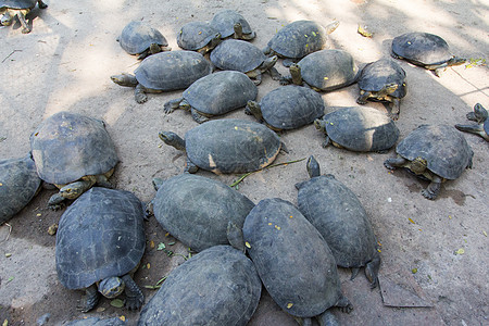 海龟荒野濒危新生婴儿野生动物热带情况毅力团体孵化图片