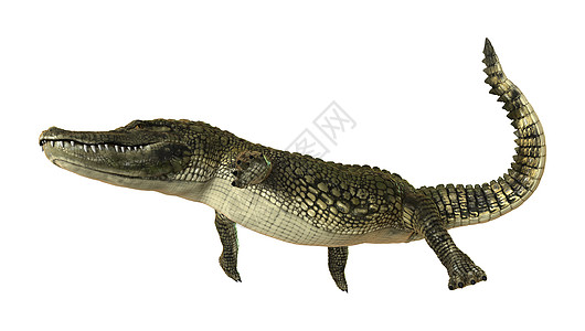 美洲鳄鱼热带牙齿食肉捕食者动物野生动物皮肤白色危险荒野图片