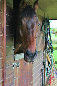 马厩里的马纯种马前景运输焦点田园外观风光爱好建筑棕色图片