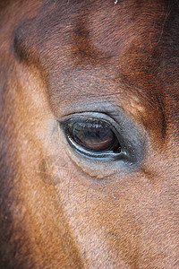 马眼闭眼视网膜相机焦点运动选择性马术阉马鬃毛鸢尾花器官图片