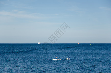 蓝水天鹅地平线羽毛父母荒野野生动物家庭反射波纹游艇白色图片