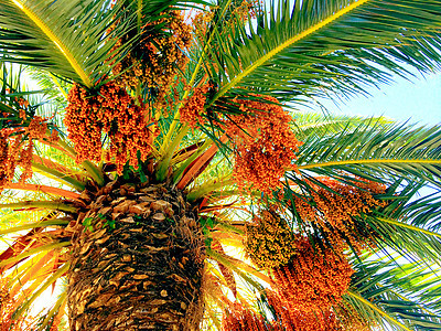 含橙子果的棕榈树背景图片