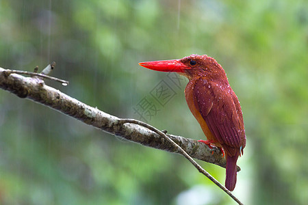陆基捕王者男性翅膀翠鸟森林荒野彩色野生动物动物手表溪流图片