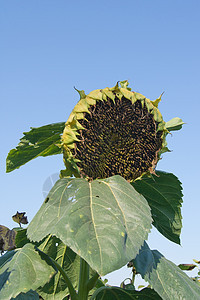 向日葵种子植物季节橙子乡村绿色黑色黄色季节性农业图片