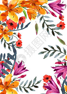 开花的野花 微妙的花朵 本底油漆水彩色框架艺术植物群植物标签插图绘画花瓣花园花束图片