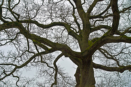 橡树树植物群枝条树枝落叶分支机构橡木时间青蛙灰色木材图片