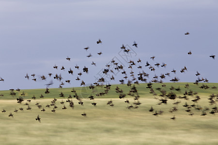 飞行中的黑鸟锁风景团体乌鸦黑色荒野天空野生动物运动图片