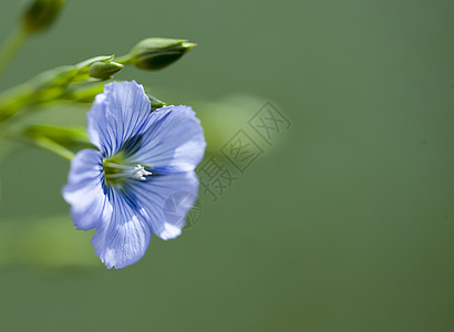 松花花植物群植物花瓣乡村蓝色纤维农业高清图片