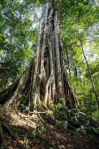 根根的唐角公园支撑大树热带国家叶子丛林旅行猕猴野生动物远足凤头树木图片