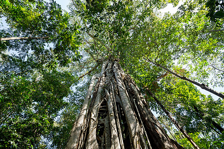 根根的唐角公园支撑大树树叶旅行树木黑质国家热带野生动物远足阳光多样性图片