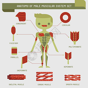 雄性肌肉系统解剖图片