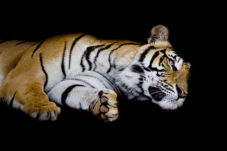 虎睡在自己身边 与黑背景隔绝图片