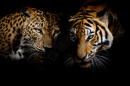蓝眼豹和老虎分离黑底色图片