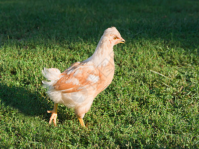 平滑图动物农场羽毛红色母鸡农家院家禽家畜乡村公鸡图片