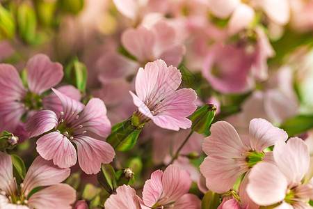 荧光花粉红色花朵(红花花)图片