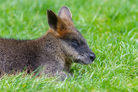 Kangaroo 瓦拉比近视肖像野生动物哺乳动物婴儿图标小袋鼠袋鼠图片