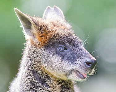 Kangaroo 瓦拉比近视肖像野生动物小袋鼠哺乳动物图标婴儿袋鼠图片