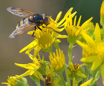昆虫草地森林熊蜂花朵花蜜背景图片
