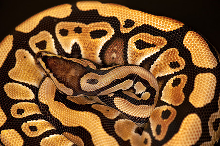 在黑色上隔离情调变形爬虫荒野动物曲线爬虫学眼镜蛇野生动物玻璃图片