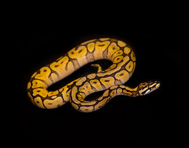 在黑色上隔离萤火虫蟒蛇野生动物宠物曲线情调热带荒野爬虫学变形图片