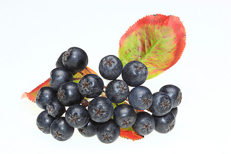 阿罗尼亚梅拉诺卡帕植物群农作物食物自然药材营养植物学水果品种自然科学图片