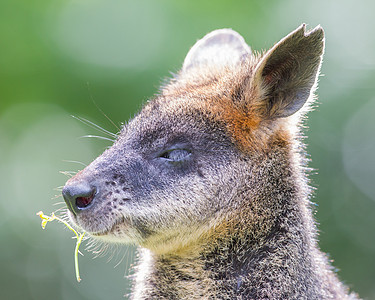 Kangaroo 瓦拉比近视肖像图标哺乳动物袋鼠野生动物婴儿小袋鼠图片