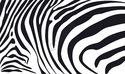 斑马皮肤纹理背景黑色动物群白色荒野条纹野生动物材料动物插图线条背景图片