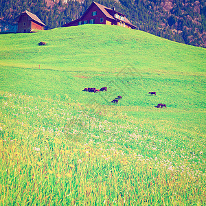 山羊农业房子爬坡农场国家高山小木屋植物农田哺乳动物图片