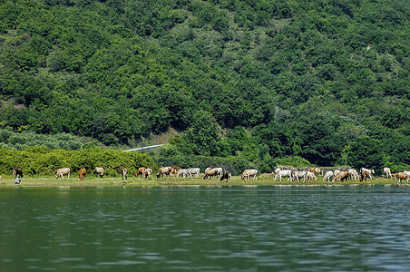 牛群公园奶牛国家树木动物群牧场牧草动物旅行洪水图片