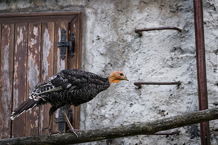 土耳其在木束上行走绿色农村石头火鸡乡村黑色感恩鸟类家畜农业图片