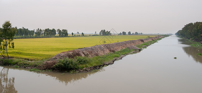 在越南南部的稻田中土地培育帽子季节农场风景工作食物场地热带图片