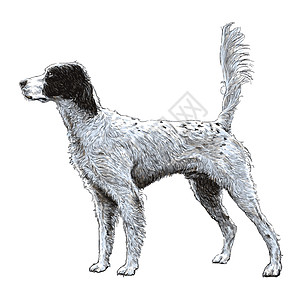 英语装配器插图哺乳动物绘画二传手动物小狗狗毛手绘犬类友谊图片