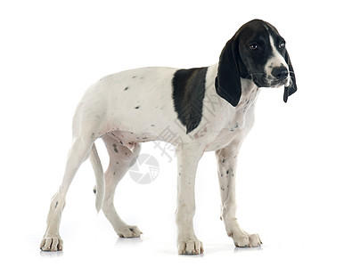 亚乌韦尔涅小狗动物宠物指针猎犬猎狗白色黑色图片