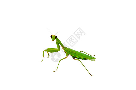绿祈祷虫腹部绿色宏观胸部姿态荒野白色叶子生活螳螂高清图片
