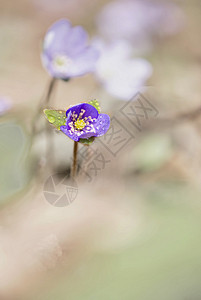 希帕喀花花宏观肾草叶子植物海葵荒野蓝色森林紫色花瓣背景图片