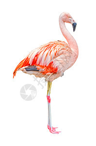孤立的Flaminggo图片