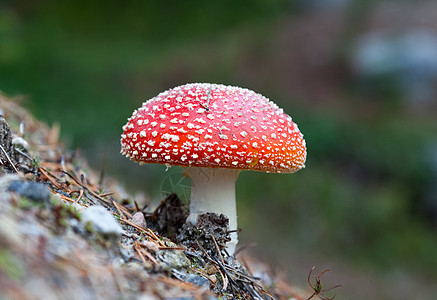 森林中的毒蘑菇背景图片