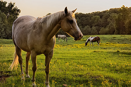 美丽的马在日落的牧场上 在南卡罗莱纳穆恩栅栏乡村太阳场地树木山脉国家农业马术风景图片