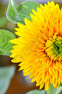 装饰向日葵载体植物学花瓣太阳植被树叶种子园艺场地花园图片