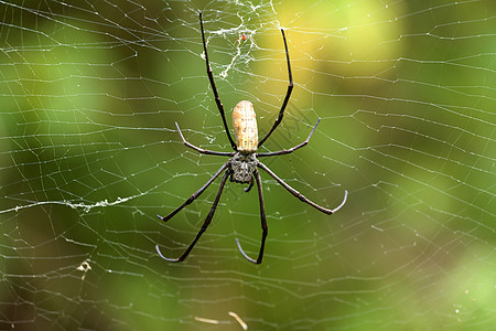 尼菲拉 大蜘蛛 印度尼西亚巴厘织工昆虫丛林太阳野生动物陷阱金子热带网络女性图片