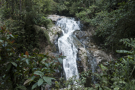 热带水瀑绿色棕色森林红色植物丛林背景图片