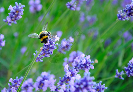 腊菜和蜜蜂蜜蜂采油菜花粉高清图片